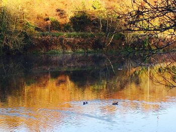 Swans swimming in lake