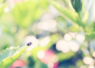 Close-up of insect on plant