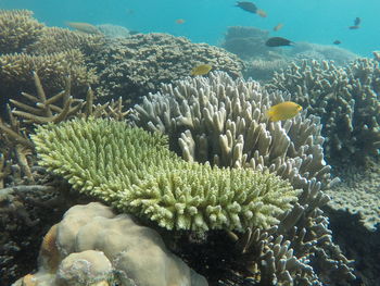 View of fish in sea