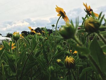 Close-up of flowers blooming outdoors