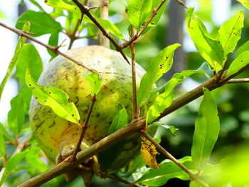 Close-up of fresh fruit on tree