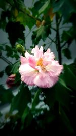 Close-up of pink flowers