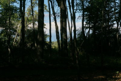Trees in forest against sky