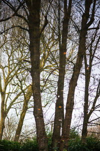Low angle view of trees in forest