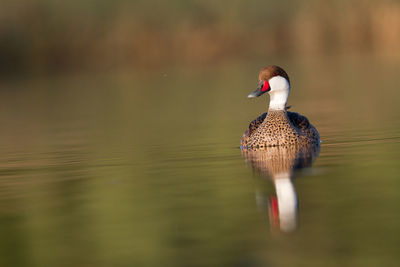 Low angle view of duck on lake