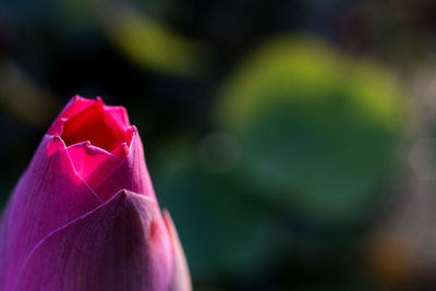 Close-up of pink rose flower