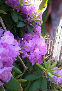 Close-up of pink flowers