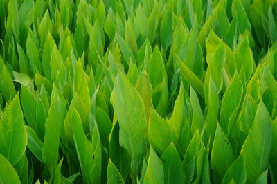 Full frame shot of crops growing on field