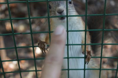 View of kitten in cage