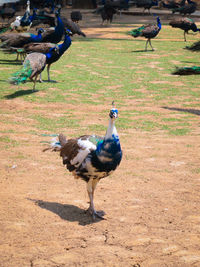 View of birds on field