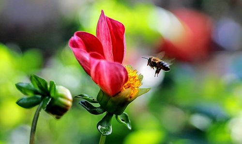 Close-up of bee pollinating on red flower