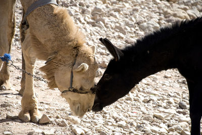 Domestic animals in desert