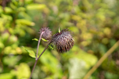 Close-up of wilted thistle