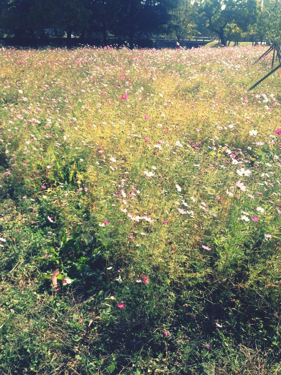 growth, flower, beauty in nature, grass, nature, plant, field, green color, tranquility, high angle view, freshness, leaf, day, park - man made space, outdoors, abundance, tranquil scene, tree, lush foliage, no people