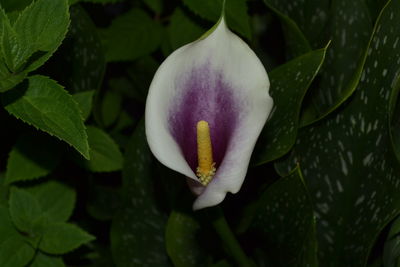 Close-up of white flowering plant