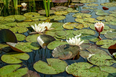 Lotus water lily in lake
