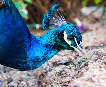 Close-up of peacock