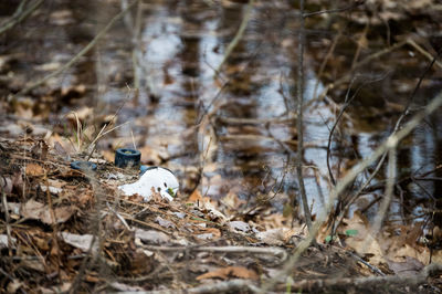 Out of place roller skate in the woods by water