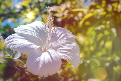 Close-up of white flowering plant