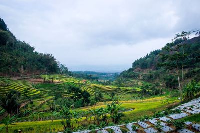 Scenic view of agricultural field against sky