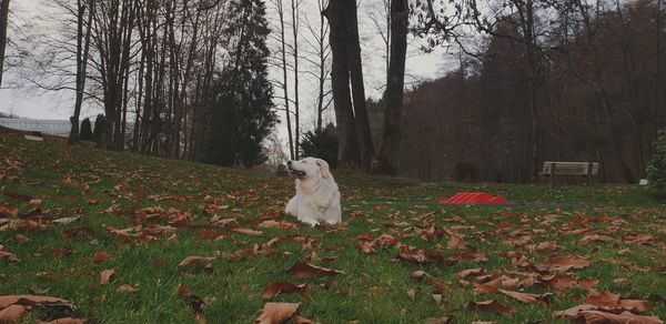 Dog relaxing on field during autumn