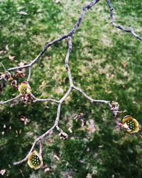 Close-up high angle view of tree