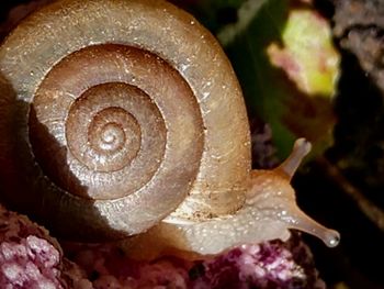 Close-up of snail