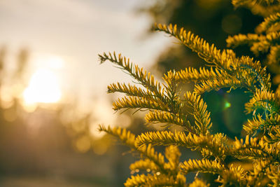 Yew tree taxus baccata branch copy space close up. european evergreen yew tree in beautiful sunlight