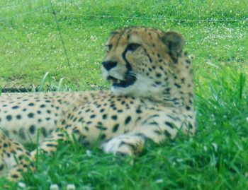 Close-up of lion relaxing on field