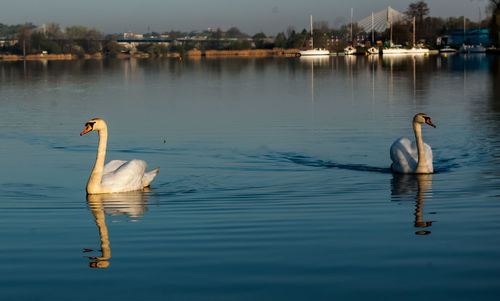 Swans swimming in lake