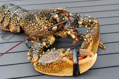 Close-up of a reptile in a plate