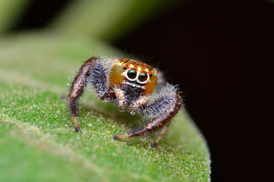 Close-up of spider