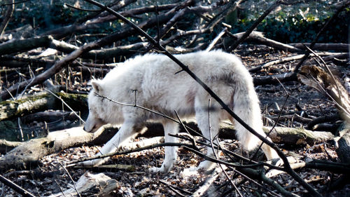 Sheep in a forest