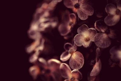 Close-up of flowers against black background