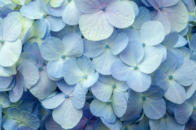 Full frame shot of hydrangea flowers