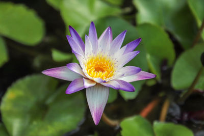 Close-up of purple lotus water lily