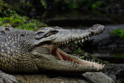 Close-up of lizard on rock