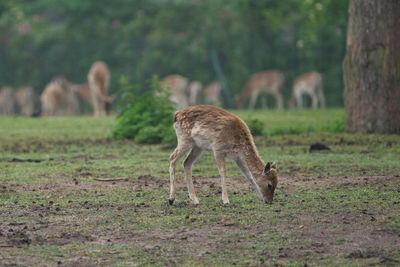 Heidekreis, germany,june 6, 2019, serengeti park, kudu cow, scientific name strepsiceros