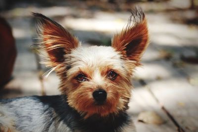 Close-up portrait of dog