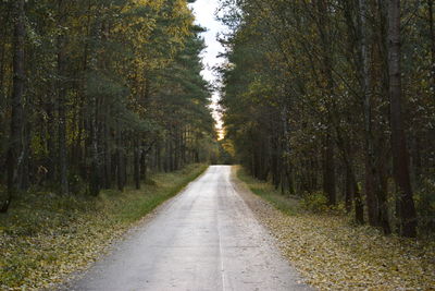 Road amidst trees in forest