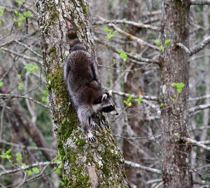 View of squirrel on tree trunk in forest