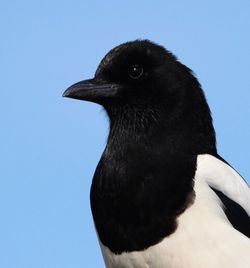 Close-up of bird against clear sky