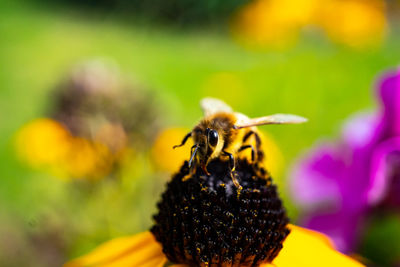 Close-up of bee pollinating on flower