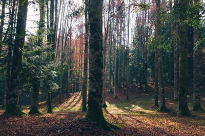 Trees in forest