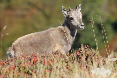 Deer in a field