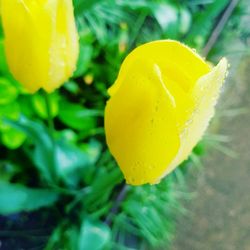 Close-up of yellow flower blooming outdoors