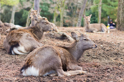 Sheep resting in a field