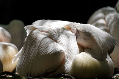 Close-up of pelican preening