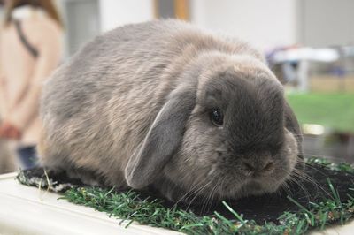 Close-up of rabbit on field