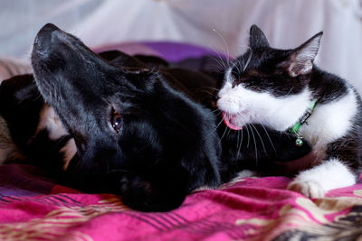 Close-up of dog relaxing on bed at home